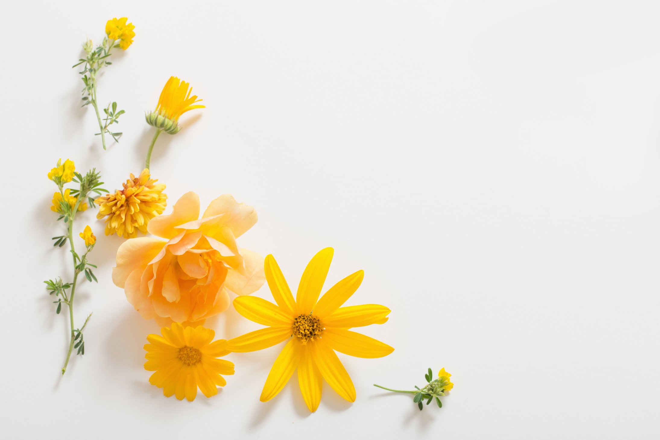 yellow  flowers on white background